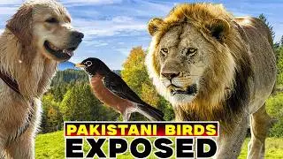 Pakistani Birds and Trees Explained Hilariously | Punjabi Comedy