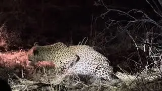 Leopard feeding on a Scrub Hare