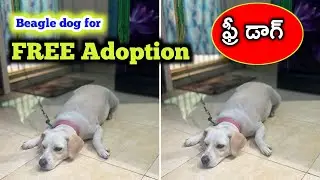 good quality Beagle dog for free adoption in telugu/ adopted  /aj pets