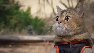 Aarons Animals - The New Adventures of Michael the Cat