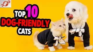 🐈 Cats & Dogs &ndash; TOP 10 Most Dog-Friendly Cat Breeds!
