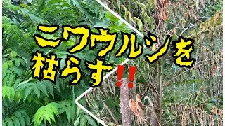 【家庭菜園】木を枯らすの諦めない‼️