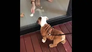 Dog Gets Trolled 😭 | Cute Animals Video Bank - Creative Common Videos