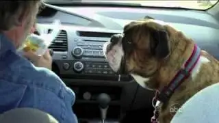 Drooling dog (Americas Funniest Home Videos / AFV)