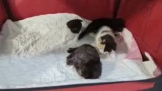 Catsbys: 3 week old kitten with the zoomies