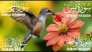 سورة يس والرحمن والواقعة والملك ✦ اسمعها بنية تيسير الحال وجلب الرزق ✦#اكسبلور #qurantranslation