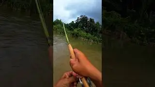 yang manis manis datang lagi  #flyfishing #maxcatch  #yglepaslagibesor