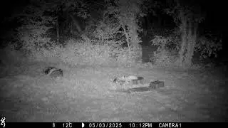 Badger cubs on Adrian's Lawn - 3 May 2025