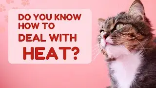SUMMER SAFETY for Cats: ESSENTIAL Tips for Keeping Your Feline Cool and Healthy