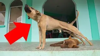 Hidden Meanings Behind Common Dog Behaviors That Everyone Should Know