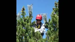 Foresters aim to make Whitebark pine more resistant to insects and diseases in Montana-Dakotas