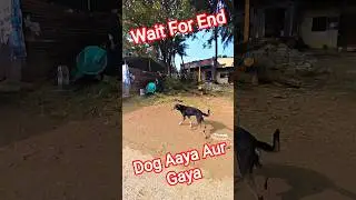 Dumping Gate Road Dog Catch#dog #streetdogrevival #shortsfeed #ytviral #pets