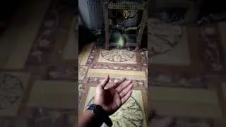 Gila burung parkit cerdas di panggil langsung ngejar