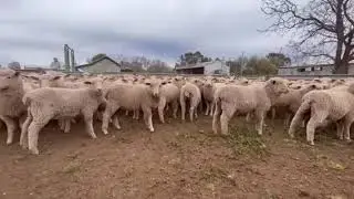 Kensit Store Lambs