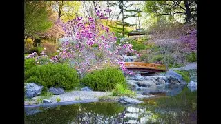 Japanese Garden  -  Ron Blouin