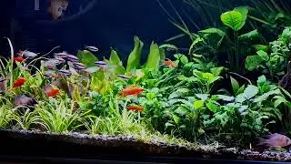 Schooling aquarium fish. Blue Emperor Tetra (Inpaichthys kerri). Planted Community Aquarium.