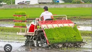 Machanical Transplanting || Rice Season 2024 ||🌾🌾🌾🌾