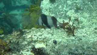 Noarlunga Magpie Perch Eating