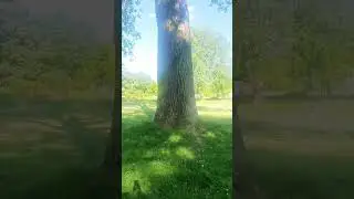Monster tree 🌲 @littletreehouserhymes @TreeMan @YouTube #love #viral #subscribe