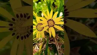 What is this flower?