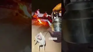 What in the world is wrong wit people fr that is a hole ass 🐺 🤦&zwj;♂️🤦&zwj;♂️🐐🐐🫣