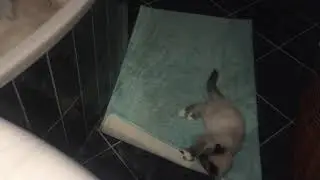 S&aacute;bacat kittens conquered our bath www.birmans.eu