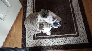 Meaty The Bulldog Got Mail 😍
