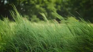 Garden Ambience with Birds & Soft Wind  Relaxing Nature Sounds for Study, Sleep & Calm 1 hour