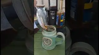 I don't have a Death Wish! 💀🌡️#punoftheday #deathwish #coffee #morningbrew #icedcoffee #fypyoutube