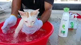 Rescue Kittens Routine Bath / Bathing Kittens For First Time/  Bathing Rescue Kittens/ Cats Bathing