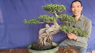 Cách chăm sóc cây sanh mi ni thả nước luôn khỏe đẹp 
