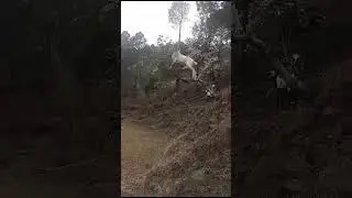 Majestic Moments: Beautiful Goat #shortvideo #funny