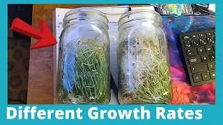 Inconsistent Sprout Growth Rate