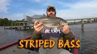 Striped Bass on the Appomattox River