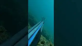 Pescasub: Sarago Sfortunato