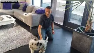 Leren zitten en liggen - Puppy Cursus Hondenspecialist Arnoud Busscher