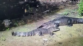 3 alligators in very close proximity to one another in The Villages, Florida