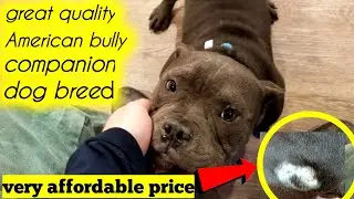 American bully semi adult dog in very reasonable price