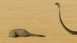 Cuando la Serpiente atac&oacute; a la Mangosta... &iexcl;Pag&oacute; un alto precio!