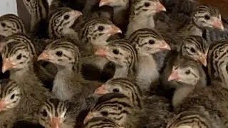 Angolan chicken chicks | main care