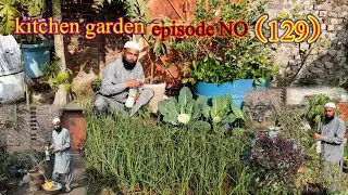 Kitchen garden episode No (129)☔ anar ke paudhe ko lagane ka season#imtiazmali 