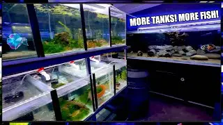 FISH ROOM UPDATE- Expanding For Cool New Fish!