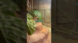 Cobra figures this out!!!! #piano #snake #music #animals #goal #cobra#adventurous