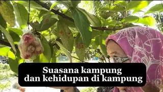 SUASANA DAN KEHIDUPAN DI KAMPUNG. By Polipe Channel 