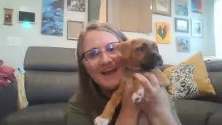 All You Need is Love Virtual Adoption Event for Lending Paws a Hand