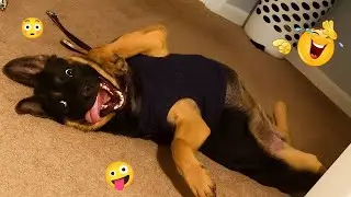 FUNNY DOGS FAILS 2026 🤣 Hilarious Dog Moments That Will Keep You Laughing All Day! 🐾#19