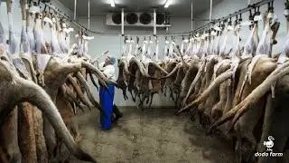 Kangaroo Meat Processing in Factory - Harvesting Kangaroo in Australia - Kangaroo Industry