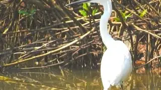 Intermediate Egret Bird