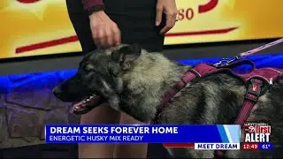 Humane Society of El Paso meet Dream seeks love and forever home with Iris Garcia Barron KVIA ABC-7