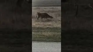 Curiosity killed the cow